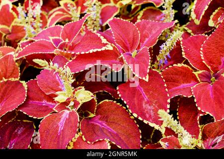 Leuchtend roter Coleus Hintergrund. Zierpflanze Coleus aus nächster Nähe Stockfoto