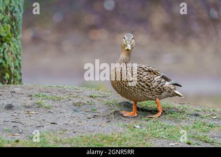 VILNIUS, LITAUEN - 2020. MÄRZ 07. Weibliche Stockente, anas platyrhynchos, die auf dem Gras spazieren. Stockfoto