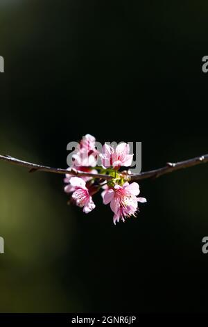 Blühende Pfirsichkirschblüten auf den Bäumen Ästen, Schatten verschwommen im Hintergrund. Japanische Aprikose oder chinesische Pflaume. Frühlingsblüte. Nahaufnahme. Stockfoto