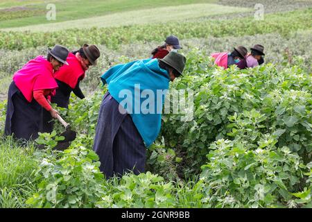 Indigene Frauen, die in einem Quinoa-Feld in San Jose de Tanquis, Ecuador, arbeiten Stockfoto