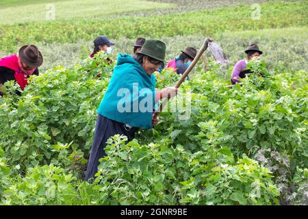 Indigene Frauen, die in einem Quinoa-Feld in San Jose de Tanquis, Ecuador, arbeiten Stockfoto