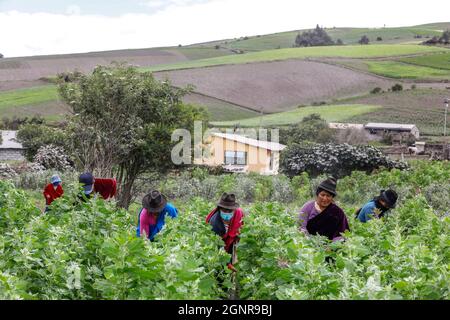 Indigene Frauen, die in einem Quinoa-Feld in San Jose de Tanquis, Ecuador, arbeiten Stockfoto