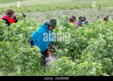 Indigene Frauen, die in einem Quinoa-Feld in San Jose de Tanquis, Ecuador, arbeiten Stockfoto