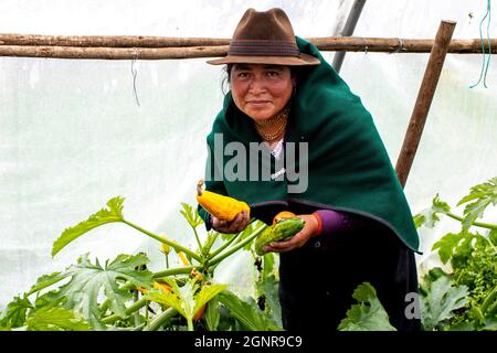 Indigener Bauer pflückt Gemüse in einem Gewächshaus in San Martin Bajo, Ecuador Stockfoto