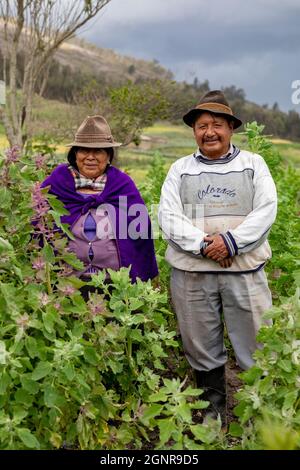 Indigene Bauern stehen auf einem Quinoa-Feld in Pardo Troje, Ecuador Stockfoto