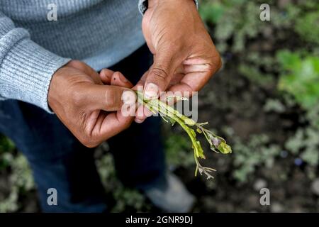 Indigene Bauern stehen auf einem Quinoa-Feld in Pardo Troje, Ecuador Stockfoto