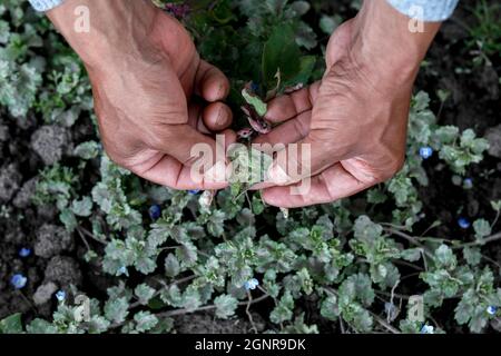 Indigene Bauern stehen auf einem Quinoa-Feld in Pardo Troje, Ecuador Stockfoto