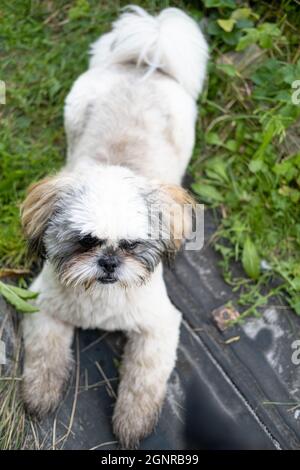 Schmutziger, nasser Stammbaum-Hund Shih Tzu, der sich nach einem aktiven Spiel im Gras mit Tau in einem rustikalen Innenhof niederlegt und ausruht. Nahaufnahme. Stockfoto