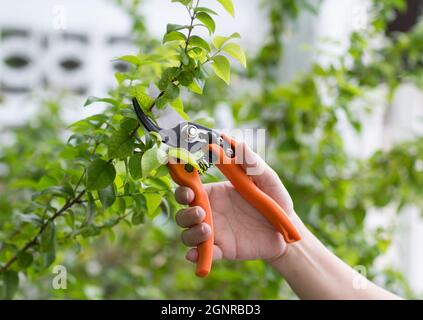 Nahaufnahme von Handschneidepflanzen mit Schneidescheren im Garten Stockfoto