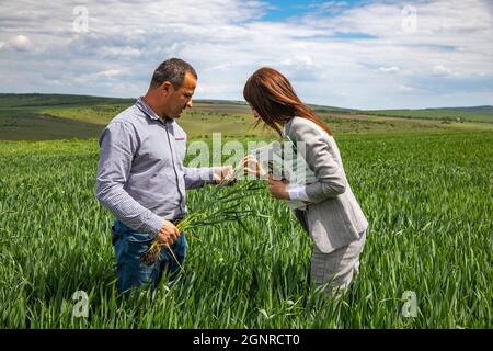 Kunde und Mitarbeiter einer Mikrofinanzinstitution im Weizenfeld des Kunden in Solcani, Moldawien Stockfoto