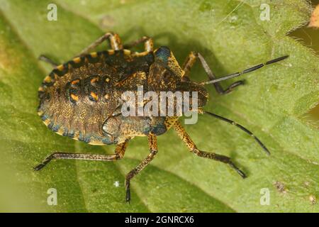 Nahaufnahme einer Nymphe des Waldkäfer, Pentatoma rufipes sitzend Stockfoto