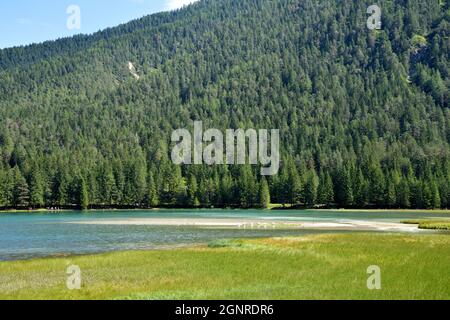 Oberer Teil des Toblacher Sees im sumpfigen Gebiet, ein ideales Umfeld für die lokale Fauna Stockfoto