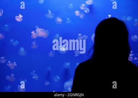 Aquarium von Genua. Silhouette einer Frau, die im Neonlicht im Aquarium wunderschöne Quallen beobachtet. Italien. Stockfoto