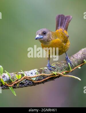 Das Tanager der weiblichen Passerini wird auch als scharlachkantiger Tanager (Ramphocelus passerinii) bezeichnet, der auf einem Zweig in einem Regenwald Costa Ricas thront. Stockfoto