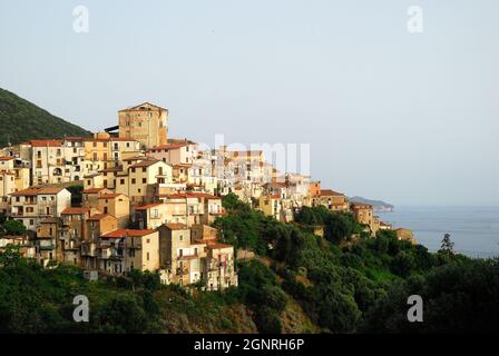 Kleine Stadt Pisciotta zwischen dem Meer und den Olivenbäumen thront. Der Olivenanbau Pisciottana besitzt seinen Namen der kleinen Stadt Pisciotta an der Küste des Cilento. Die Sorte ist die größte unter den Olivenbäumen und erreicht eine Höhe von 20 Metern. In der Gemeinde Pisciotta gibt es Hunderte von tausendjährigen Olivenbäumen, die bewahrt und geschützt werden müssen, sie müssen beworben und gefördert werden, weil sie die Geschichte vieler vergangener Generationen erzählen und eine unendliche Landschaft und wirtschaftlichen Reichtum bringen. Stockfoto