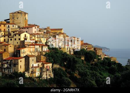 Kleine Stadt Pisciotta zwischen dem Meer und den Olivenbäumen thront. Der Olivenanbau Pisciottana besitzt seinen Namen der kleinen Stadt Pisciotta an der Küste des Cilento. Die Sorte ist die größte unter den Olivenbäumen und erreicht eine Höhe von 20 Metern. In der Gemeinde Pisciotta gibt es Hunderte von tausendjährigen Olivenbäumen, die bewahrt und geschützt werden müssen, sie müssen beworben und gefördert werden, weil sie die Geschichte vieler vergangener Generationen erzählen und eine unendliche Landschaft und wirtschaftlichen Reichtum bringen. Stockfoto