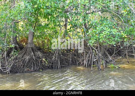 Mangrovenwald in Costa Rica Stockfoto