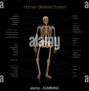 Skelettanatomie - Diagramm des menschlichen Skelettsystems - gekennzeichnet mit den wichtigsten Knochen wie Schädel, Wirbelsäule, Becken, Thorax, Rippen, Brustbein, Hand. Stockfoto