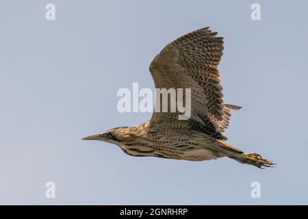 Seltene geheimnisvolle eurasische Bitter Botaurus stellaris, die über das Naturschutzgebiet fliegt Stockfoto