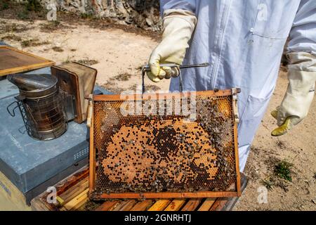 Imker oder Honigbauer in Murià El Perelló, Tarragona, Spanien. Imker und Honigbienen auf dem Bienenstock, Katalonien, Spanien. Sechs Generationen Imker Stockfoto