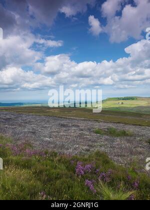 Moorland mit abgebrannter Heide auf sanften Hügeln führt zu einem Bauernhaus am Hang, umkreist von Wolkenschatten vom flauschigen Cumulus in einem tiefblauen Himmel Stockfoto