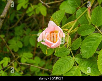 Nahaufnahme einer blühenden rosa Rosa Canina Blume inmitten von Blättern vor grünem Hintergrund Stockfoto