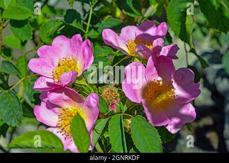 Wunderschöne rosa Hagebutten wachsen im Garten inmitten grüner Blätter unter dem Sonnenlicht Stockfoto