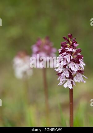 Lady Orchid (Orchis purpurea) Bonsai Bank, Denge Woods, Kent, Großbritannien Stockfoto