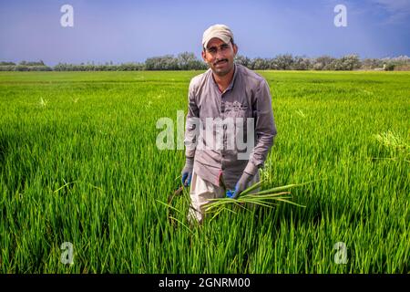 Arbeiter im Reis über einem überfluteten Reisfeld im Naturpark Delta del Ebre im Ebro-Delta bei Sonnenaufgang (Provinz Tarragona, Katalonien, Spanien). Stockfoto