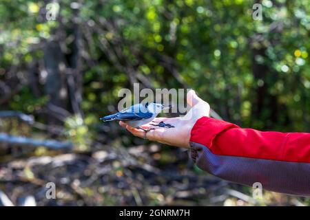 Kleiner Vogel, der Sonnenblumenkerne in der Handfläche eines Mannes frisst Stockfoto