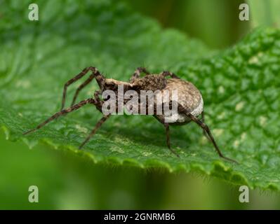 Wolf Spider, (Pardosa amentata), East Blean Woodlands, Kent UK, Weibchen mit Eiersack Stockfoto