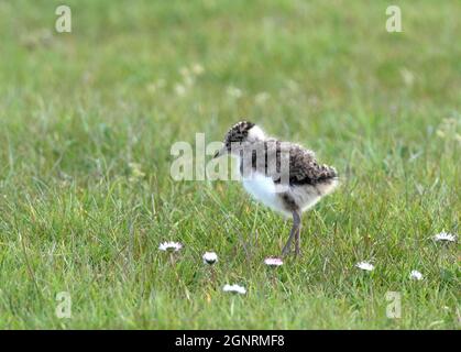 Kiebitz-Küken im Grasland (Vanellus vanellus) Elmley Nature Reserve, Kent Großbritannien Stockfoto