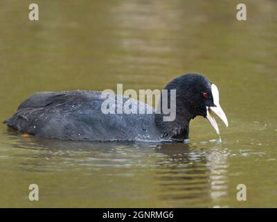 Eurasischer Moos (Fulica atra), der am Teich füttert, Elmley Nature Reserve, Kent, Großbritannien Stockfoto