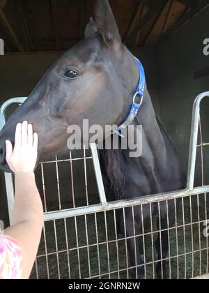 Ein Pferd in einem Stall streicheln Stockfoto