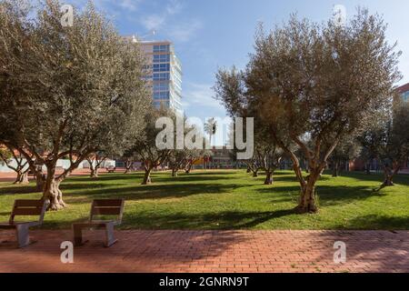 Schöner grüner Park mit Bäumen und Bänken in einem modernen Wohngebiet am Meer von Barcelona, Katalonien, Spanien. Stockfoto