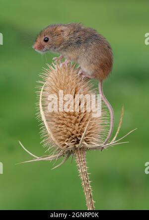 Eurasian Harvest Mouse (Micromys minutus) klettert auf dem Teaselkernkopf (Dipsacus fullonum), Großbritannien Stockfoto