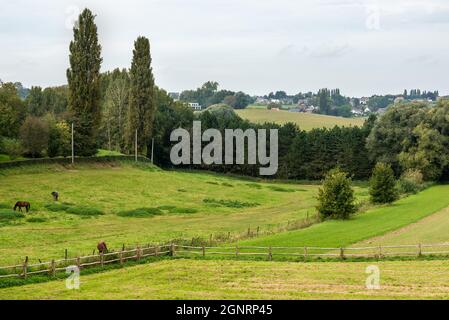 Im Sommer grüne Wiesen und landwirtschaftliche Felder in der flämischen Landschaft Stockfoto