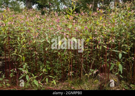 Invasive Arten: Impatiens glandulifera, ein häufiger Anblick in Bayerischen Wäldern Stockfoto