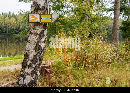 Invasive Arten: Impatiens glandulifera, ein häufiger Anblick in Bayerischen Wäldern Stockfoto