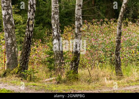 Invasive Arten: Impatiens glandulifera, ein häufiger Anblick in Bayerischen Wäldern Stockfoto