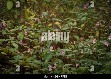 Invasive Arten: Blüten der Impatiens glandulifera, ein häufiger Anblick in den Bayerischen Wäldern Stockfoto