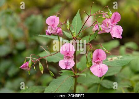 Invasive Arten: Blüten der Impatiens glandulifera, ein häufiger Anblick in den Bayerischen Wäldern Stockfoto