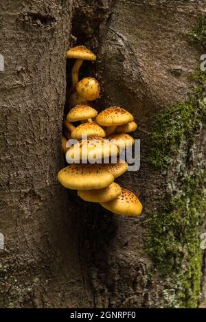 Pilzhumor, leuchtend gelbe Pilze wachsen aus einem Riss eines Stumpfs Stockfoto