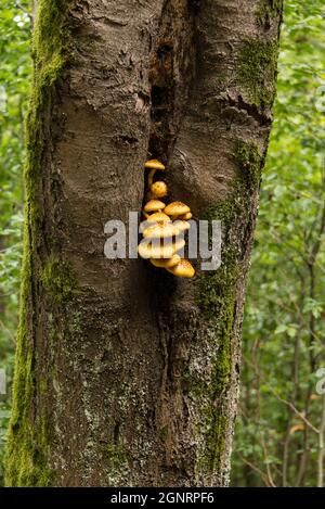 Pilzhumor, leuchtend gelbe Pilze wachsen aus einem Riss eines Stumpfs Stockfoto