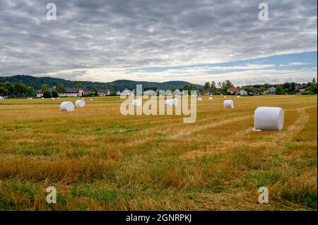 Heukugeln, die in weißen Kunststoff gehüllt sind, breiteten sich auf einem landwirtschaftlichen Feld in Ulefoss, Telemark, Norwegen, aus. Stockfoto