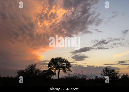 Die Silhouette eines Marula-Baumes am Horizont, wobei die untergehende Sonne die Wolken in einem rosa Orange und einem blassvioletten Lila färbt Stockfoto