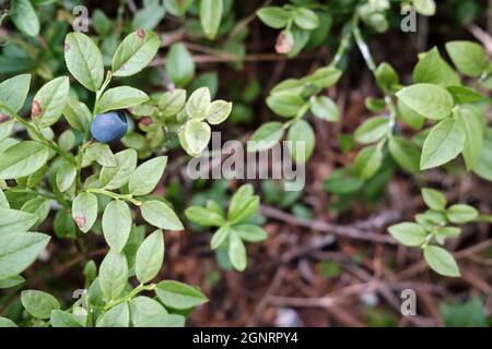 Reife Heidelbeeren auf den Büschen im Wald. Ernte von Vaccinium myrtillus Beeren. Stockfoto