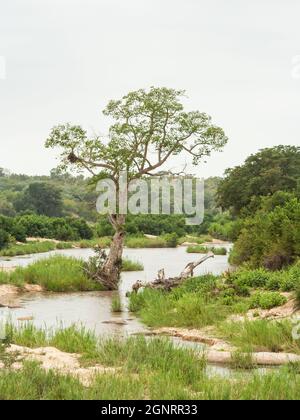 Ein einziger wilder Feigenbaum, der am Flussufer des Sabie River im Krüger National Park, Südafrika, steht Stockfoto