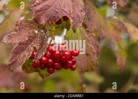 Leuchtend rote Beeren auf einem Guelder-Rosenstrauch im Herbst Stockfoto