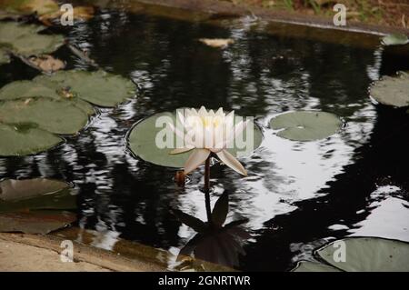 Weiße Blume im Garten Stockfoto